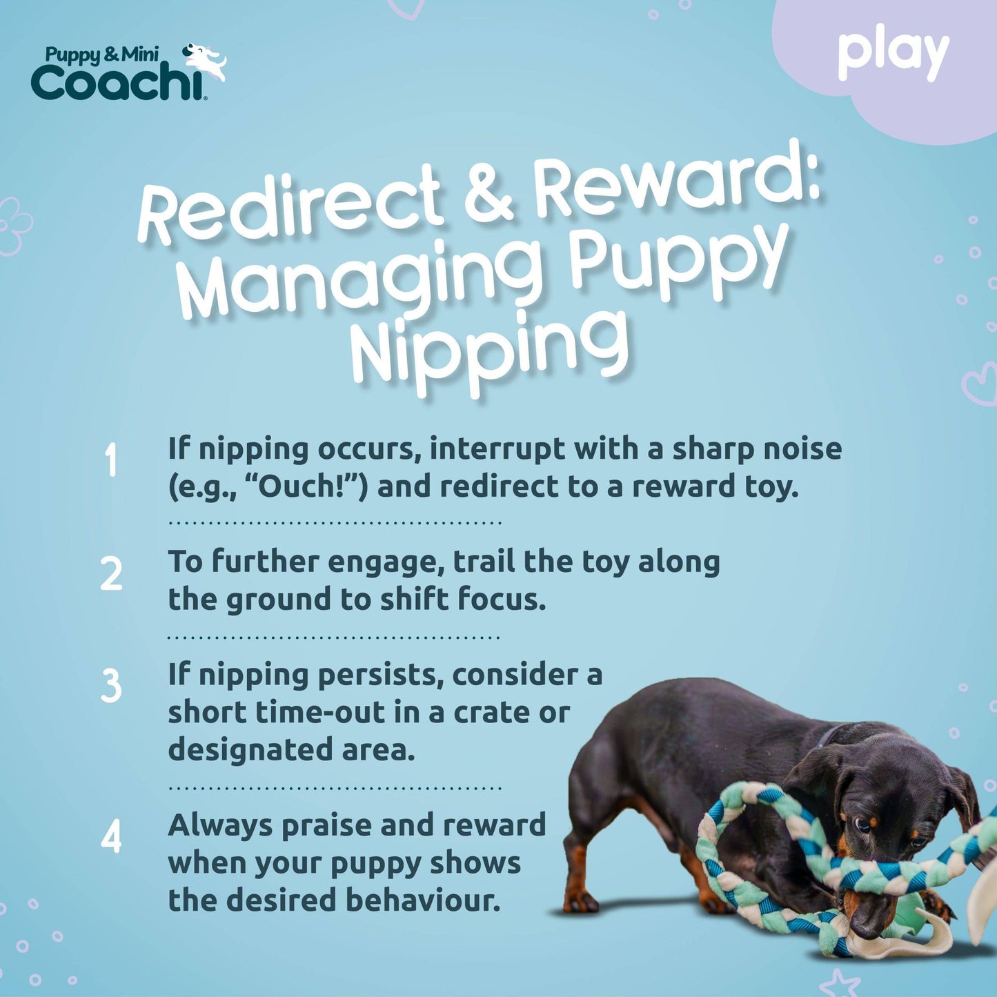 Coachi Puppy & Mini Tuggi Tug Teal & Mint