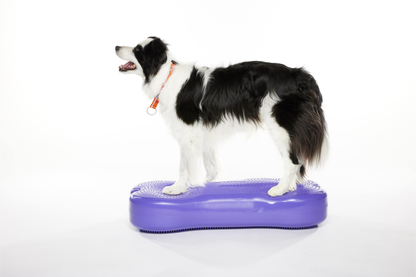 FitPAWS - Giant K9FITbone Dog Balance Training Platform