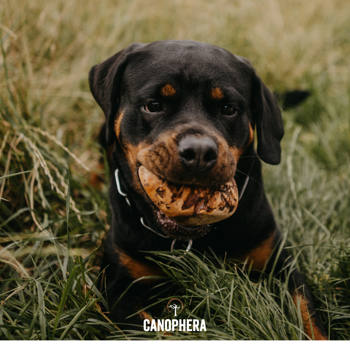 Briar Root Dog Chew