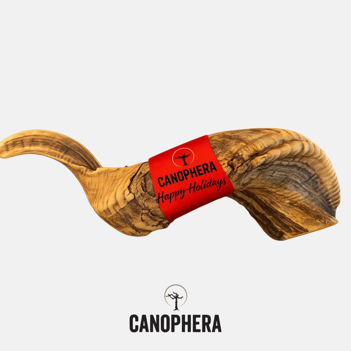 Giant Sheep Horn - Limited Release