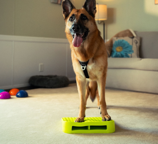 FitPAWS - FitPaws Balance Ramp – Performance Dog Supply