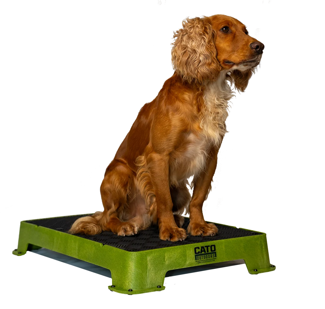 Cato Board Training Platform