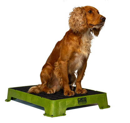 Cato Board Training Platform