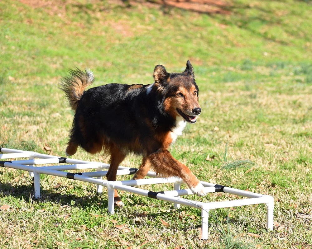 Dog Agility Training Ladder