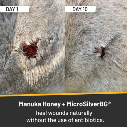 Silver Honey Rapid Hot Spot & Wound Repair Ointment - Performance Dog Supply