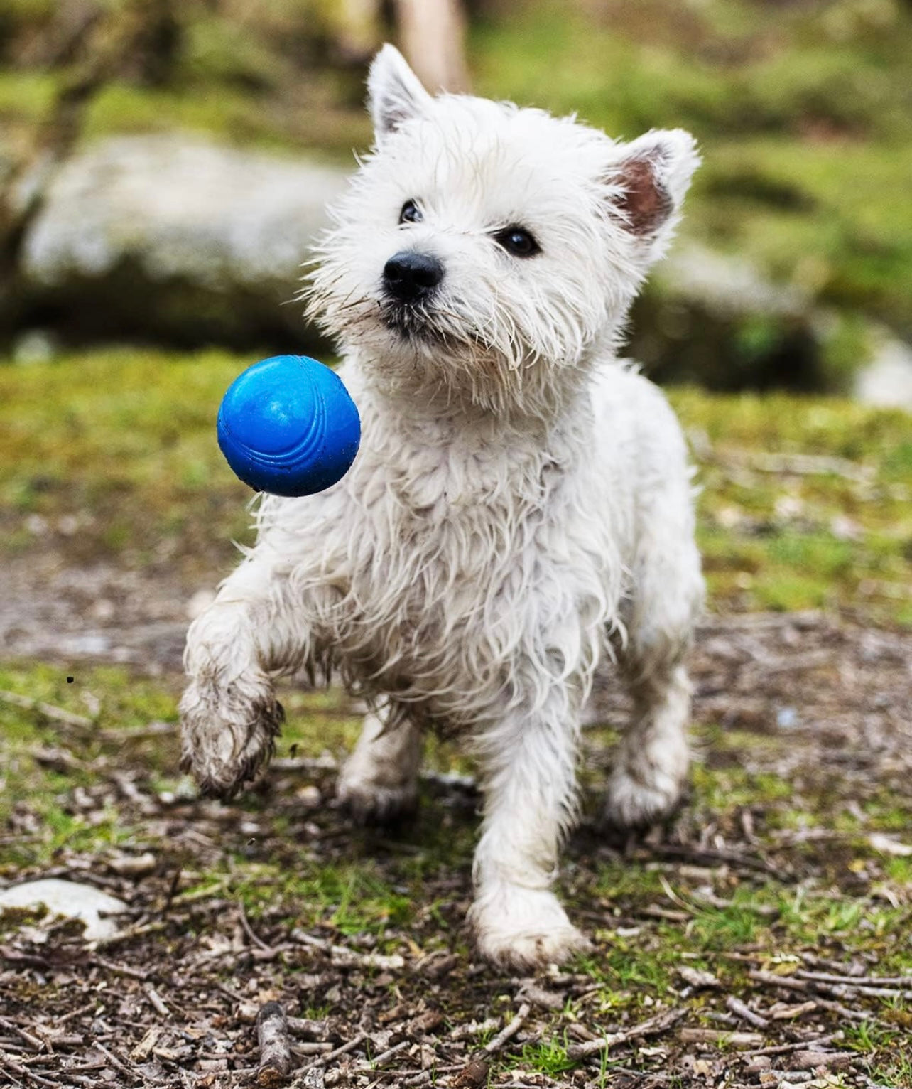 Chuck-It Crunch Ball 2PK - Performance Dog Supply