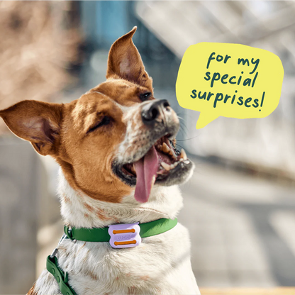 Woof Poomergency Backup Poop Bags