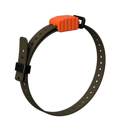 Hoss Straps 3/4” Replacement E-Collar Band