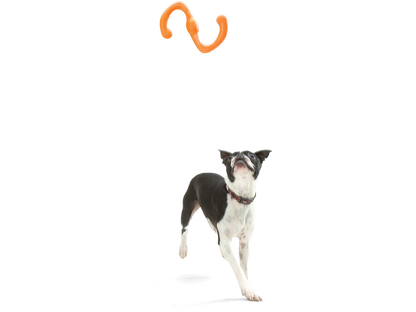 The Bumi - Performance Dog Supply