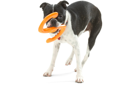 The Bumi - Performance Dog Supply