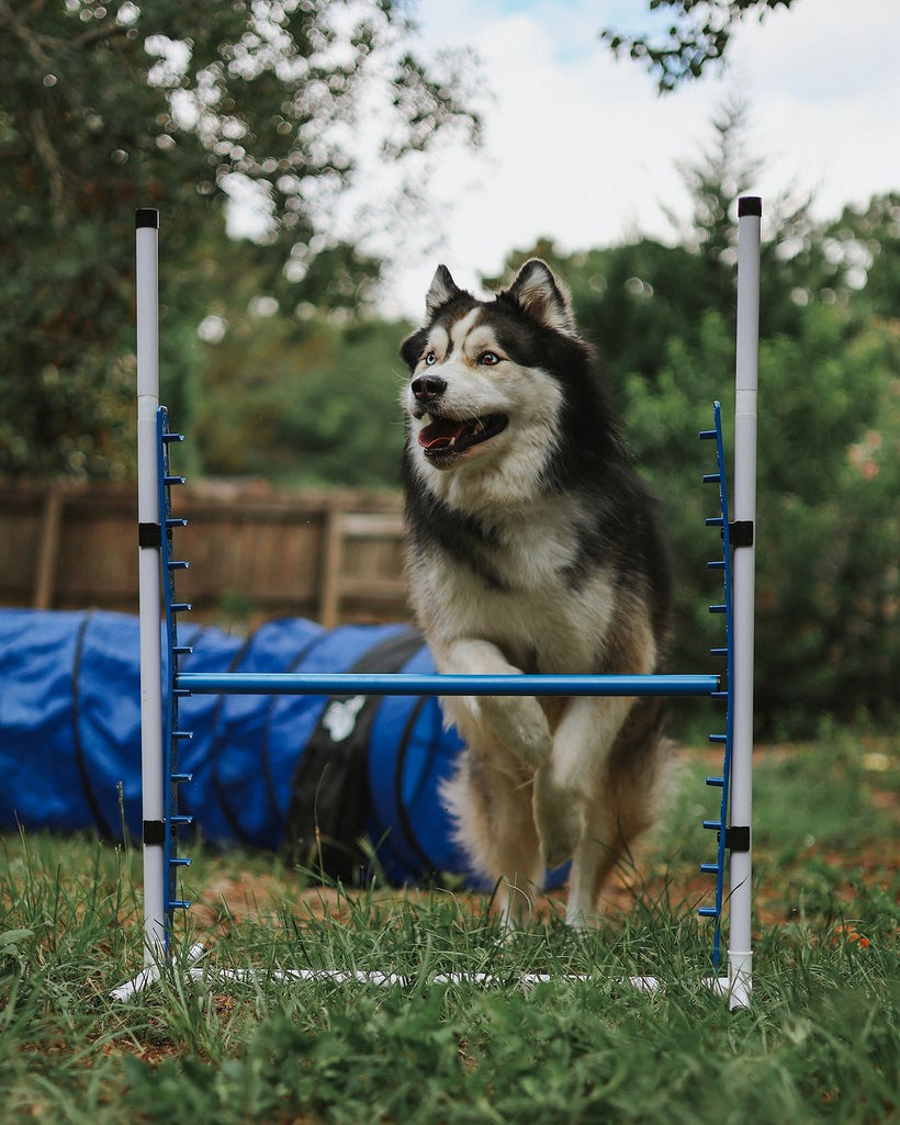 agility gear 5 Piece Deluxe Agility Equipment Set – Performance Dog Supply