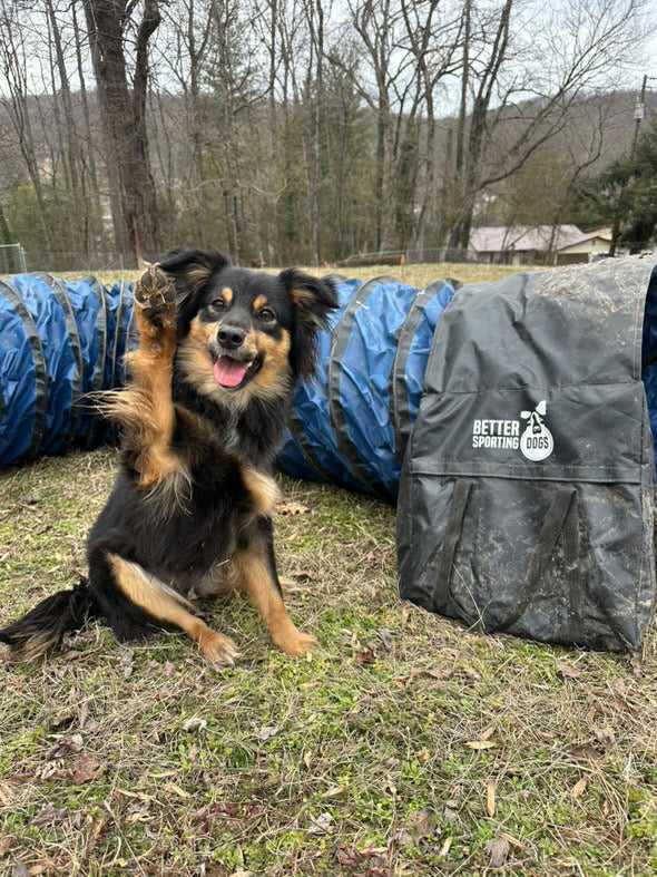 Heavy Duty Dog Agility Tunnel –PVC Training Tunnel With Sandbags