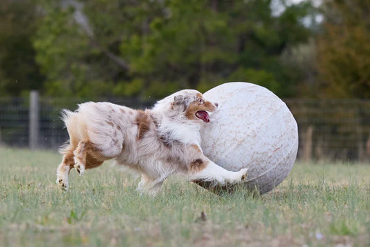 25” Heavy Duty Sheep Lookalike Herding Ball For Dogs