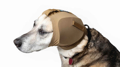 Rex Specs Dog Ear Pro