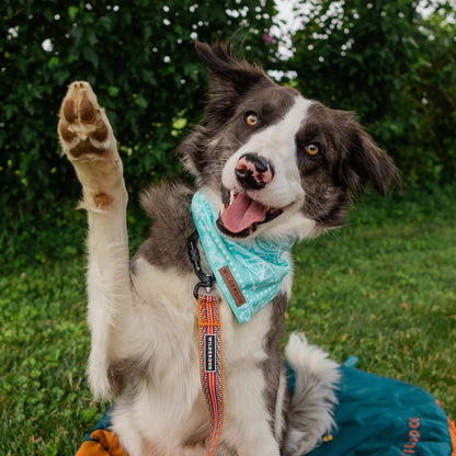 Agave Bandana - Performance Dog Supply