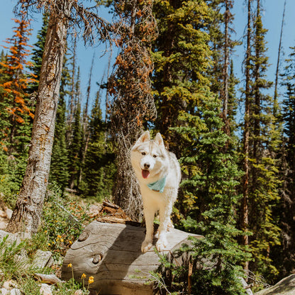 Agave Bandana - Performance Dog Supply