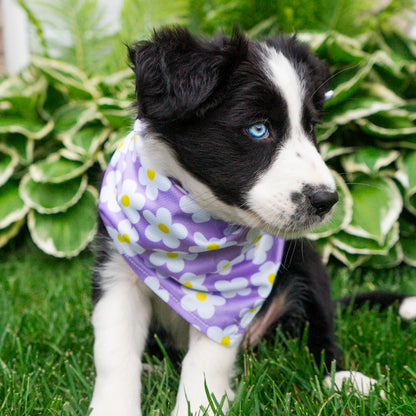 Daisy Bandana - Performance Dog Supply