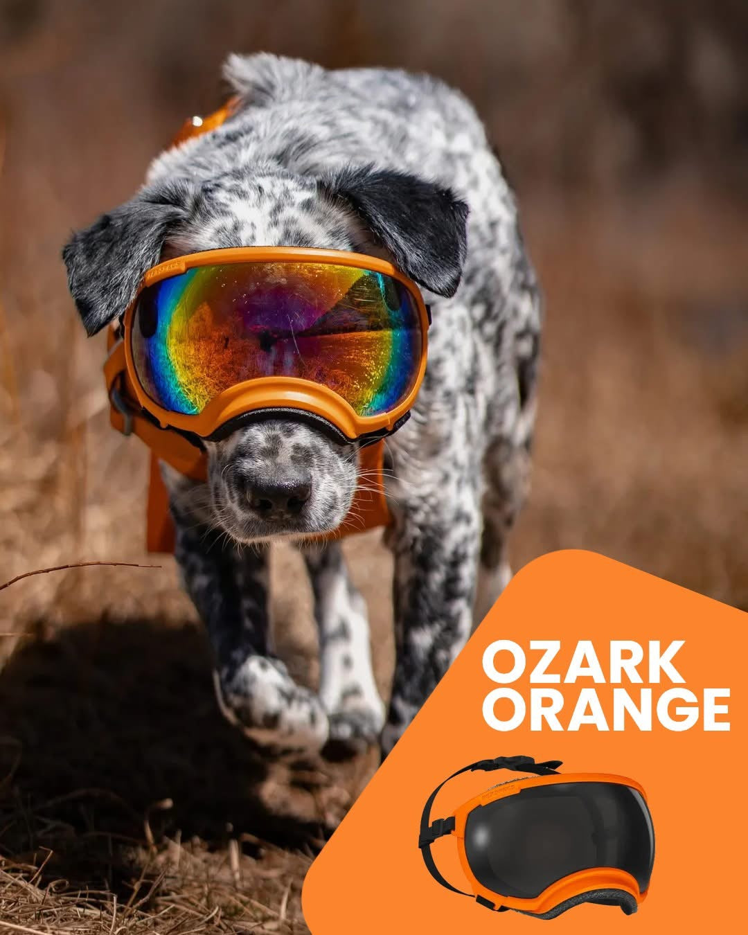 Medium V2 Rex Specs – Performance Dog Supply