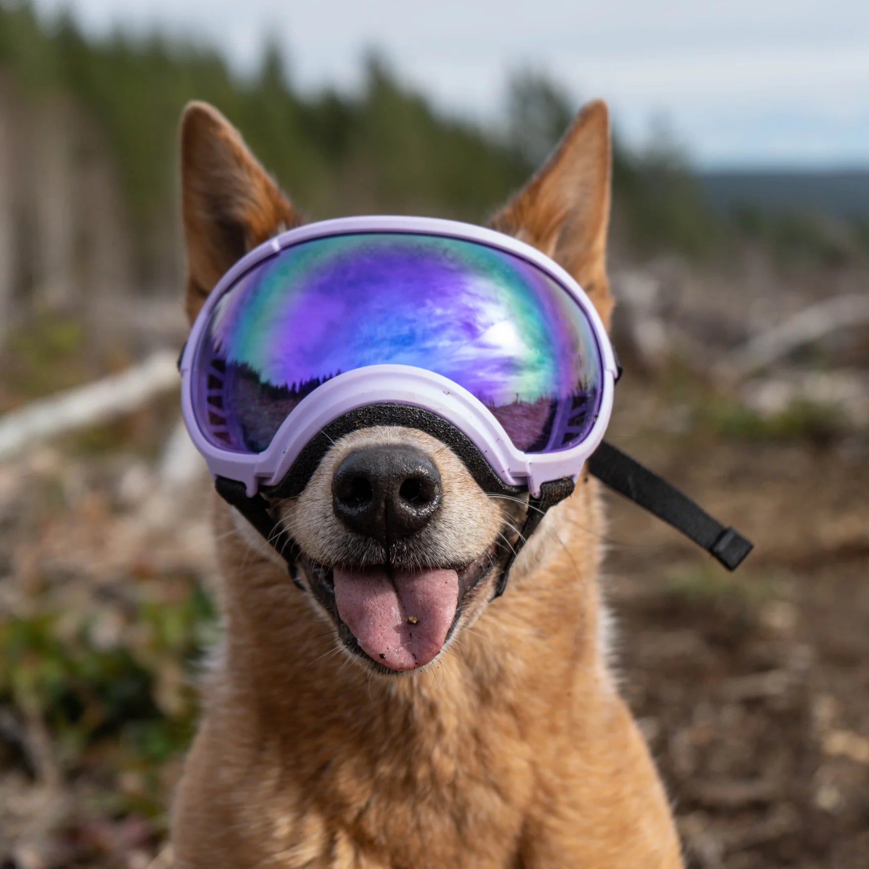 Rex Specs – Performance Dog Supply