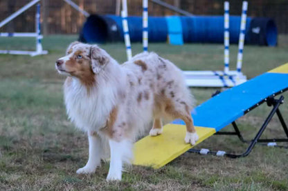 Mini Practice Teeter
