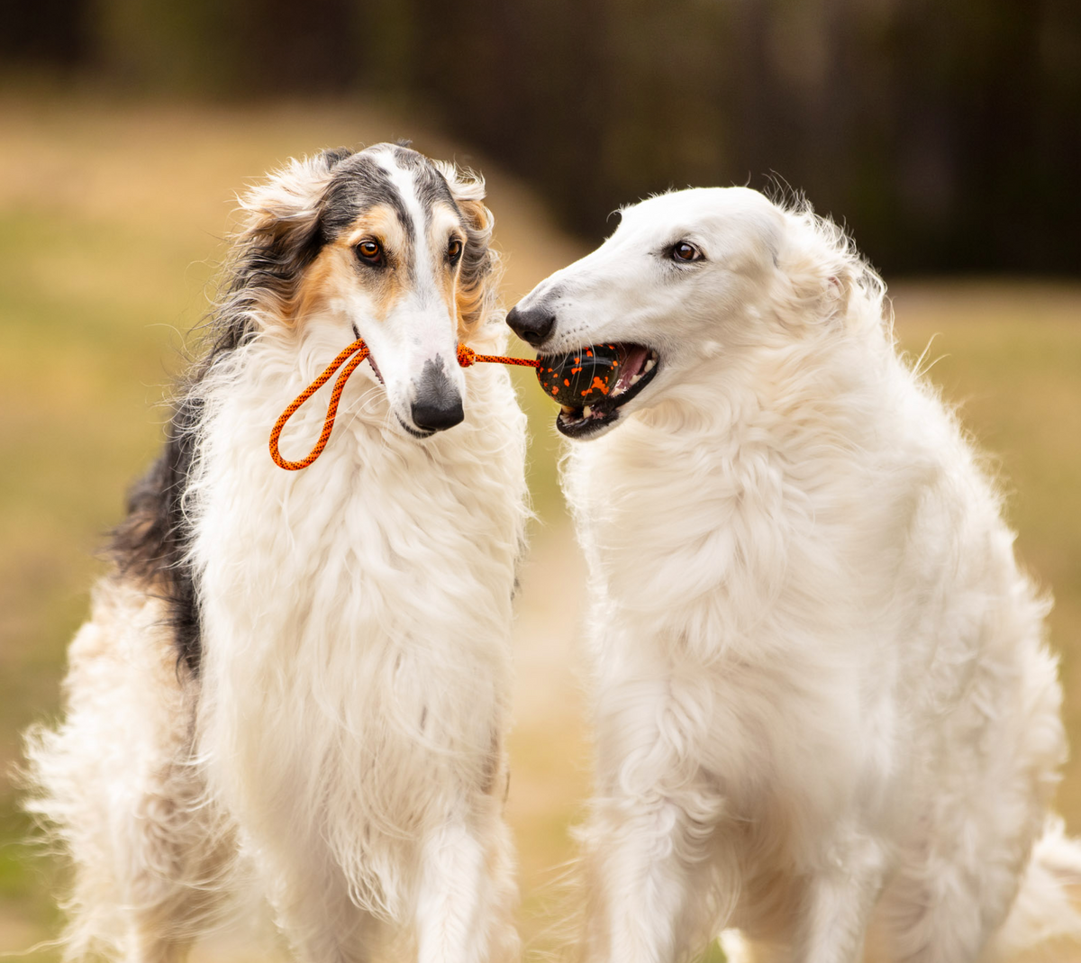 Non-Stop Dog Ball On Rope