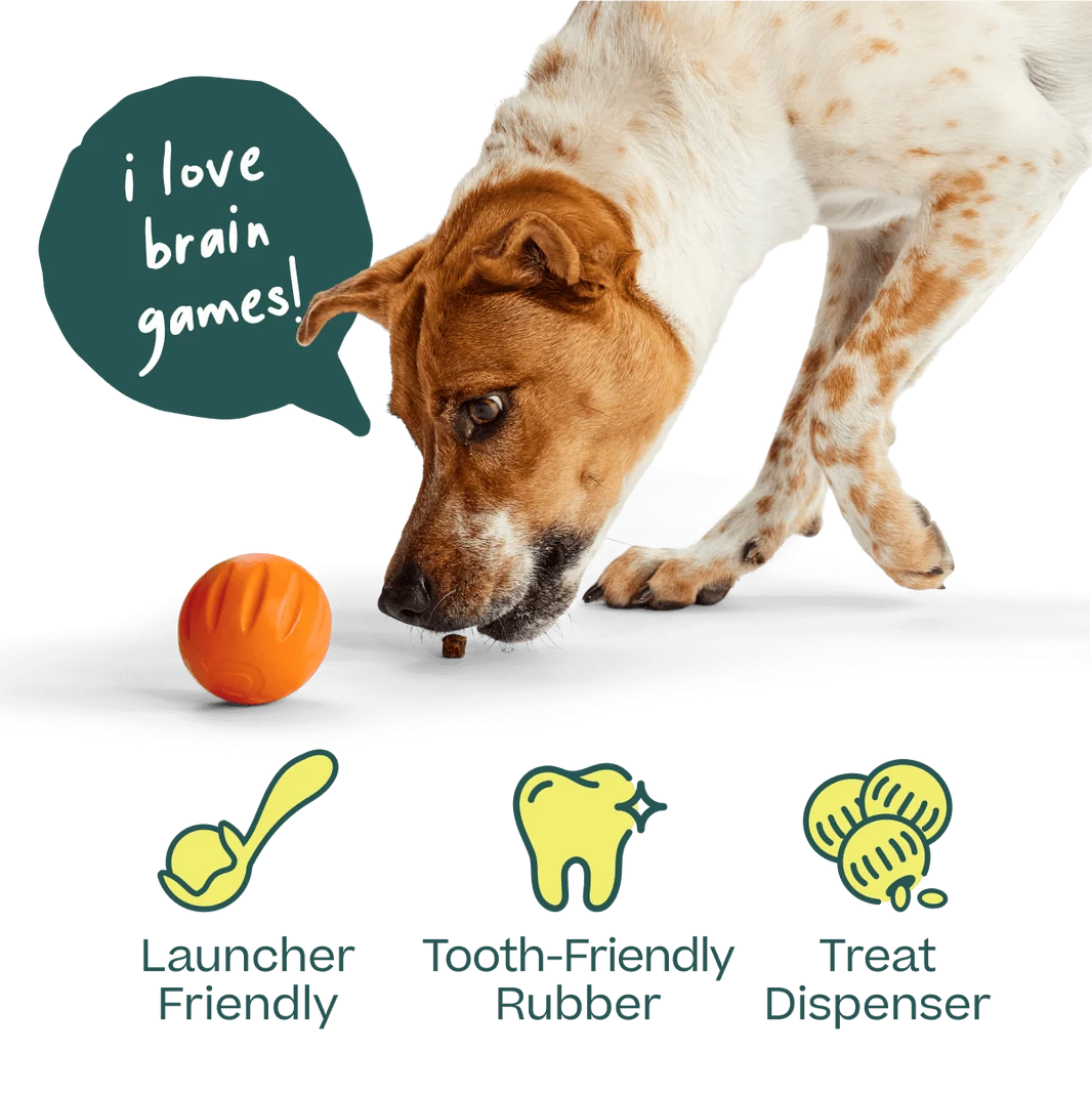Woof Forager Flyball 3 Pack