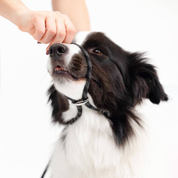 Ezydog Luca Slip Leash