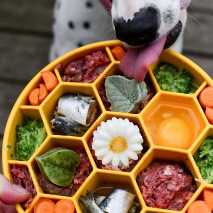 Honeycomb Design eBowl Enrichment Slow Feeder Bowl for Dogs - Performance Dog Supply