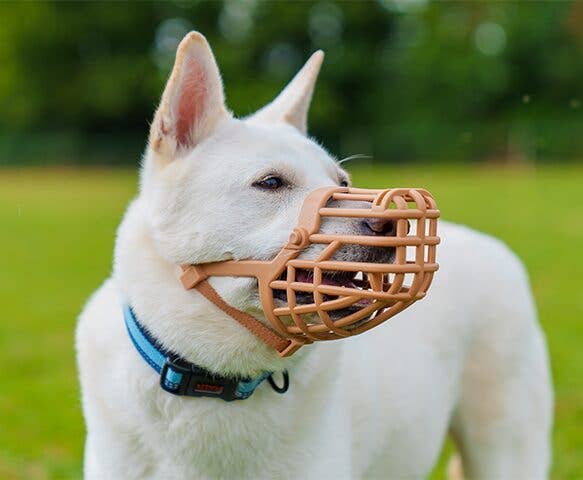 Baskerville Anti Scavenge Muzzle