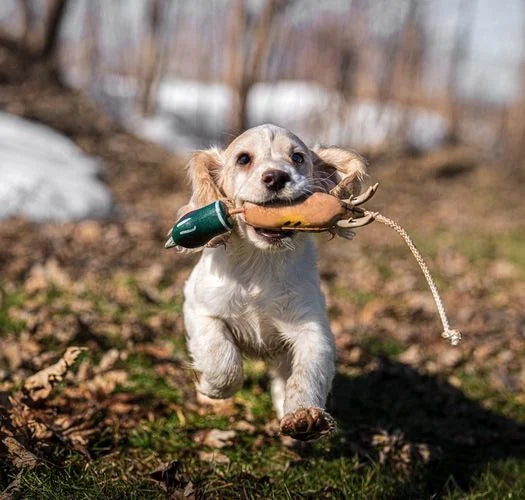 Dokken Deadfowl Puppy Trainers