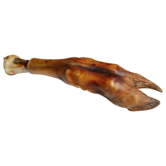 Water Buffalo Trotter