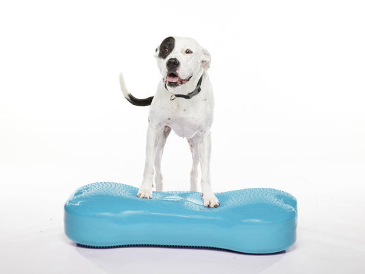 FitPAWS - Giant K9FITbone Dog Balance Training Platform