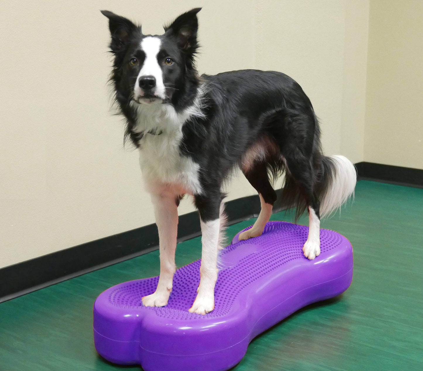 FitPAWS - Giant K9FITbone Dog Balance Training Platform