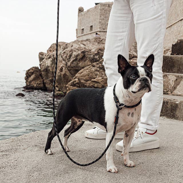 Ezydog Luca Slip Leash