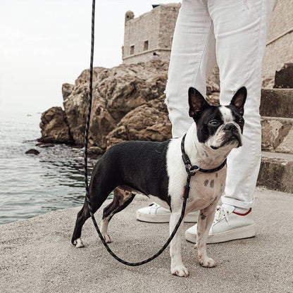Ezydog Luca Slip Leash