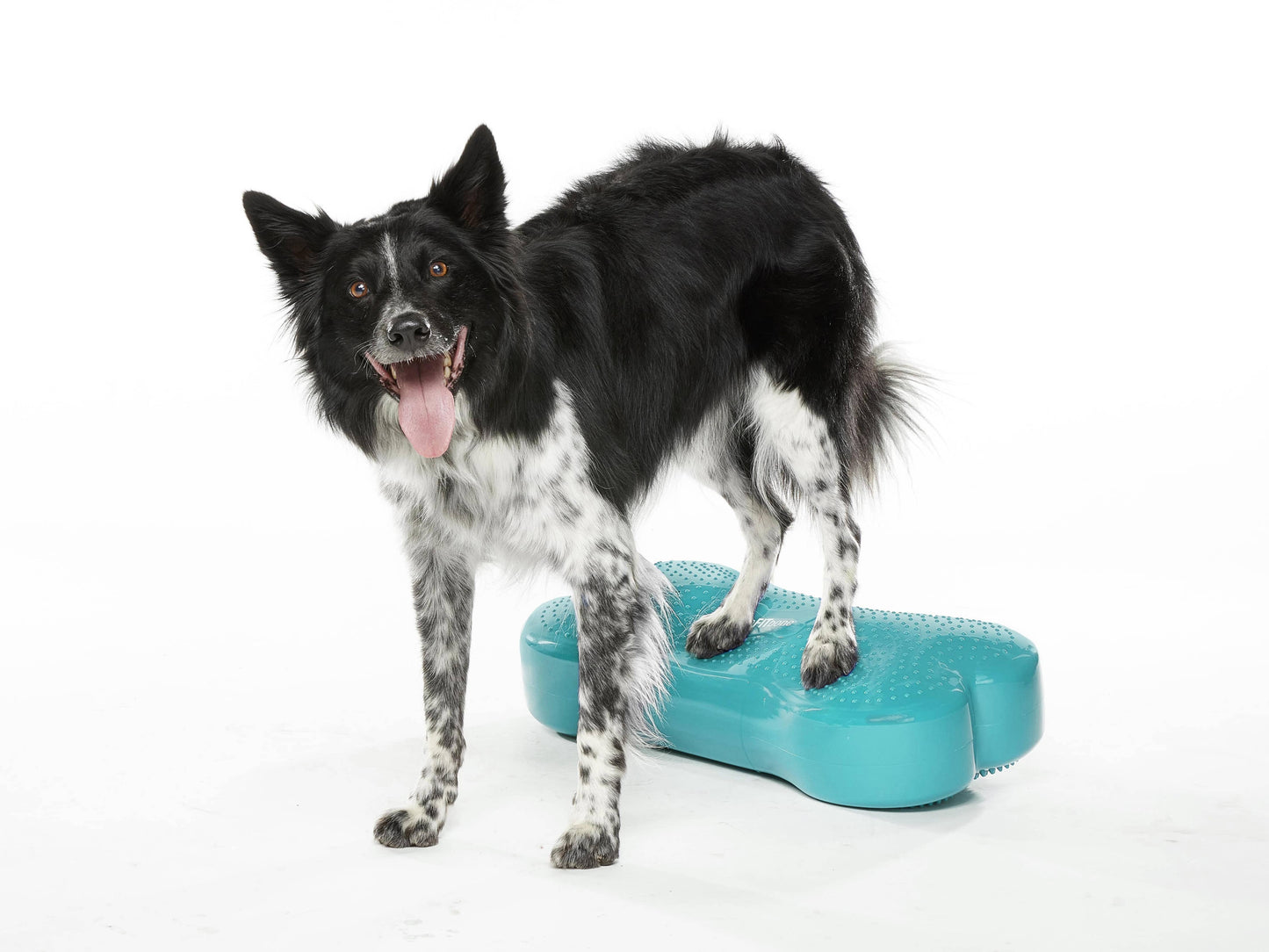 FitPAWS - Regular K9FITbone Dog Balance Training Platform
