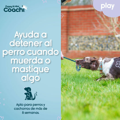 Coachi Puppy & Mini Tuggi Helix Teal & Mint