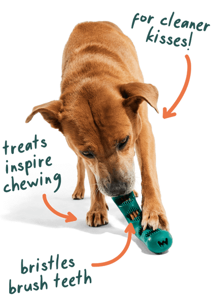 The Bite n' Brush - Performance Dog Supply