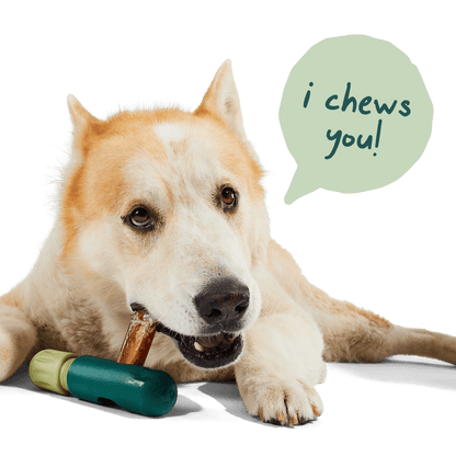 The BullySafe - Performance Dog Supply
