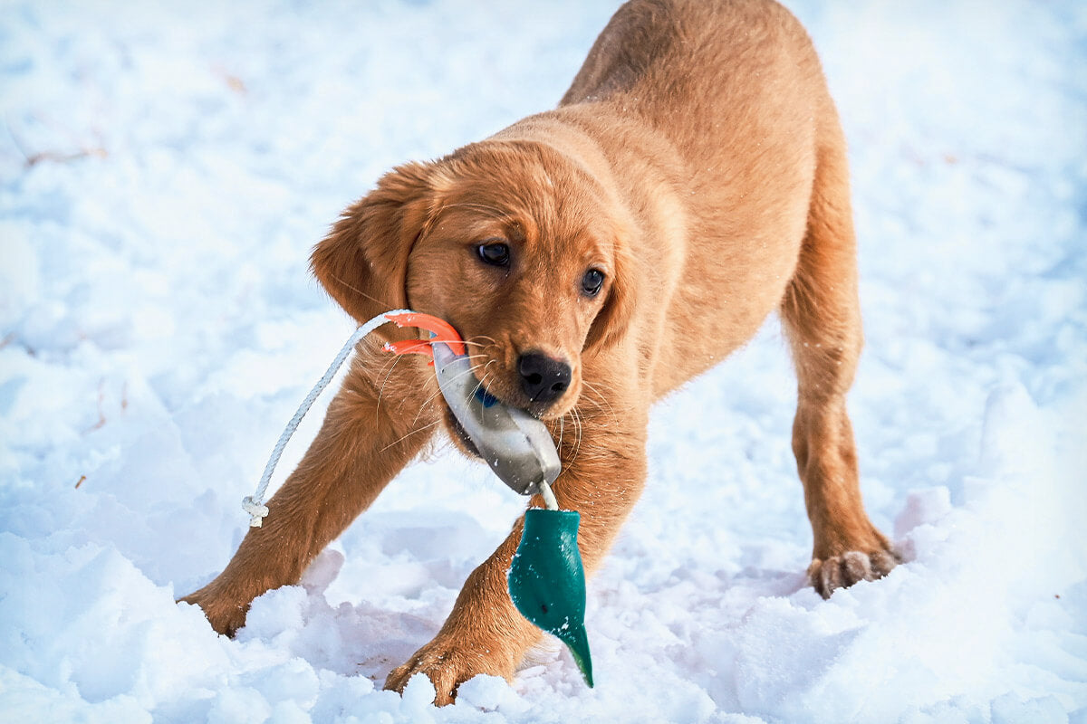 Dokken Deadfowl Puppy Trainers